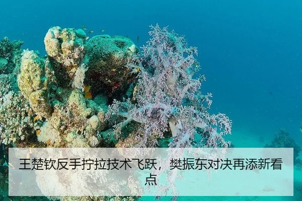 王楚钦反手拧拉技术飞跃，樊振东对决再添新看点